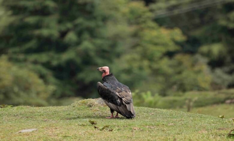 उत्तराखंड में दिखा दुर्लभ ‘लाल सिर वाला गिद्ध’, 2650 मीटर की ऊंचाई पर मौजूदगी की दर्ज, जानें क्यों है खास