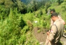 भांग की खेती पर ‘खाकी’ की सख्ती, जिले में अज्ञात पर पहला मुकदमा दर्ज, पढ़ें पूरी खबर