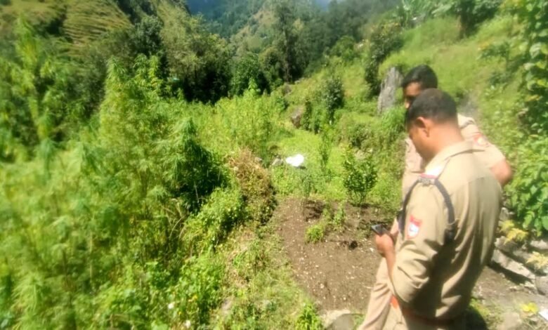 भांग की खेती पर ‘खाकी’ की सख्ती, जिले में अज्ञात पर पहला मुकदमा दर्ज, पढ़ें पूरी खबर भांग की खेती पर ‘खाकी’ की सख्ती, जिले में अज्ञात पर पहला मुकदमा दर्ज, पढ़ें पूरी खबर